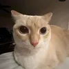 giullduduar