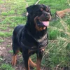 leonrottweiler