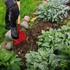 odling_och_plantering