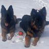 shepard_love
