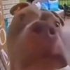 gavinqua