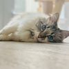 sansathefloof