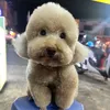 gemo_r