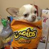 hotcheetoincarnate