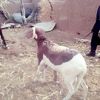 lassanatraore239