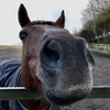 pxppy.equine.xo