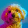 OlliepopMaltipoo