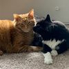 motherofcats1094