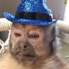 world_famous_monkey
