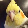 vorakteeplays