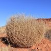 tumbleweed2007