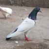 pigeon shorts videos