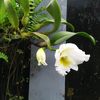 varanussp
