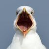 axseagull