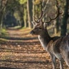 نوال جُبران | 🦌🍃