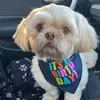 mylo_the_shihtzu