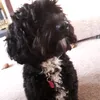 winnie_the_pooh123456789