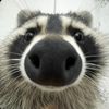 renatta_faz