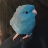 birbstink