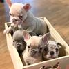 bankdup_frenchies