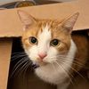 sunnythebestcat