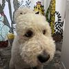 barksss365