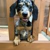 huckthedachshund