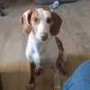 frankie_the_rescue