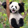 partyingpanda