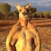 machbooskangaroo