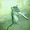 gswervo1