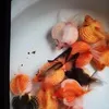 anhhieutran4