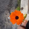 yeliav