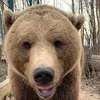 mansurbear