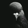 pombo182