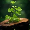 luckygreen2816
