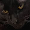 bombaycat32
