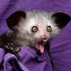 veeasaurus