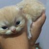 mama.icha570