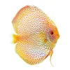 paradise.aquatic