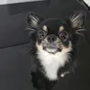 peterchihuahua