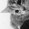 _murline
