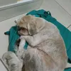 cissasande