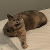 stormiiithecat