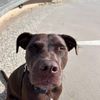 dogluvr558