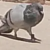 nd8t8_g