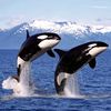 killerwhale1128
