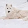 evemplegth