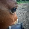 orenda_locklear