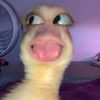 yaramhasseb
